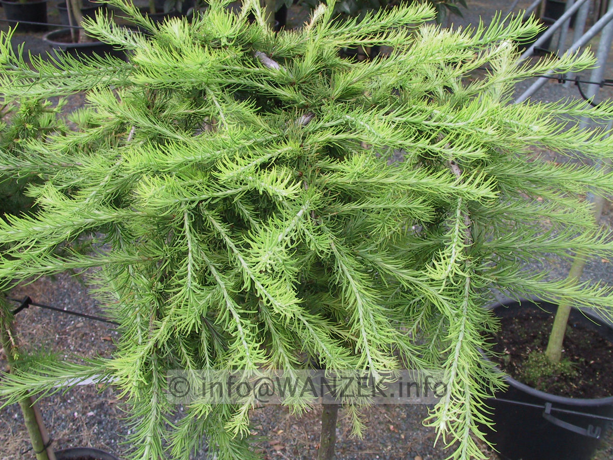 Larix kaempferi Stiff Weeper 01.JPG